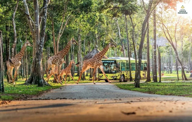 safari-vinhomes-can-gio-danh-gia-tiem-nang-thu-hut-khach-du-lich-quoc-te-10 image-safari-vinhomes-can-gio-danh-gia-tiem-nang-thu-hut-khach-du-lich-quoc-te-10